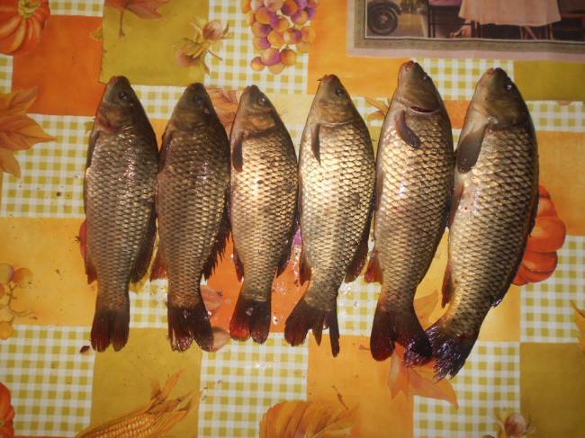 balta colacu - 1771131.jpg